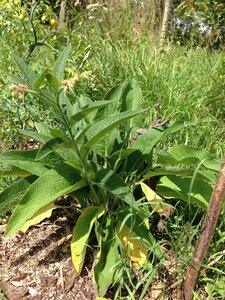 Jardin potager, IMG_0488