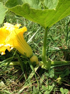 Jardin potager, IMG_0492