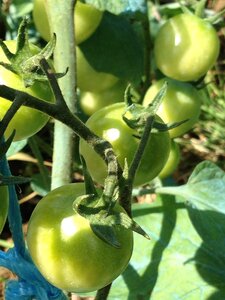 Jardin potager, IMG_0493