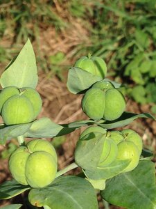 Jardin potager, IMG_0514
