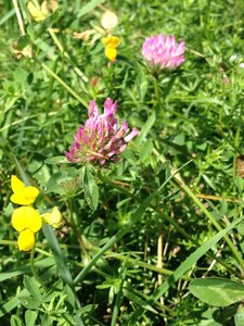 Jardin potager, IMG_0518
