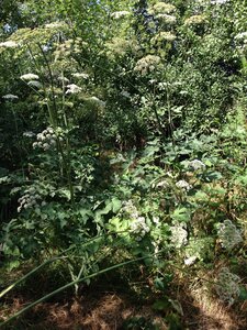 Jardin potager, IMG_0520
