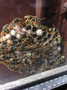 Les bestioles du verger, IMG_0624