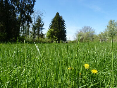 Jardin potager, P1050064