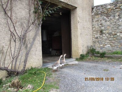 photos de mercredi 21/03/18, IMG_1498