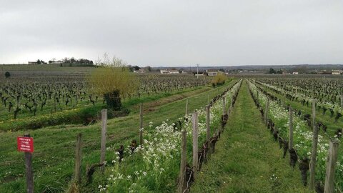 St Emilion 07/04/2018, P_20180407_1448451