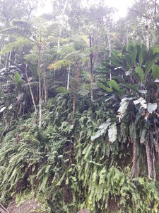 La Martinique avril 2018, 20180331_150525
