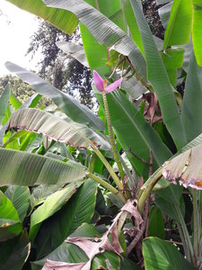 La Martinique avril 2018, fleur du bananier