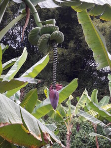 La Martinique avril 2018, 20180411_105553