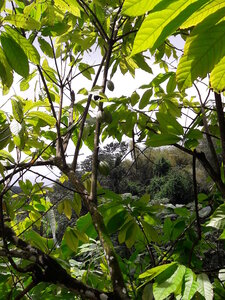 La Martinique avril 2018, cacaoyer