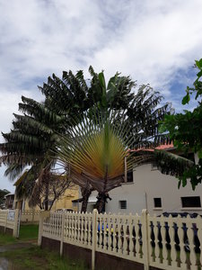 La Martinique avril 2018, l’’arbre du voyageur
