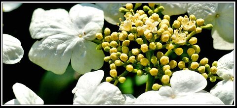Le printemps avance (2018), Fleurs_jardin-02