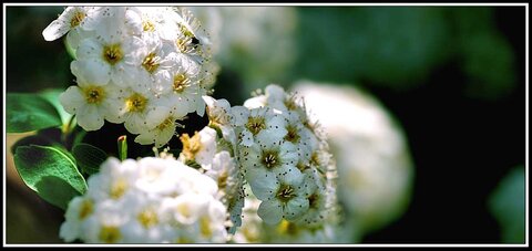 Le printemps avance (2018), Fleurs_jardin-05
