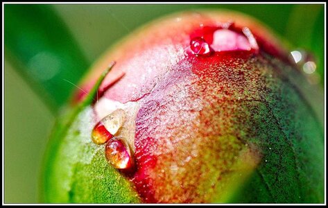 Le printemps avance (2018), Fleurs_jardin-26