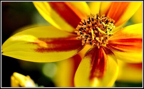 Le printemps avance (2018), Fleurs_jardin-28