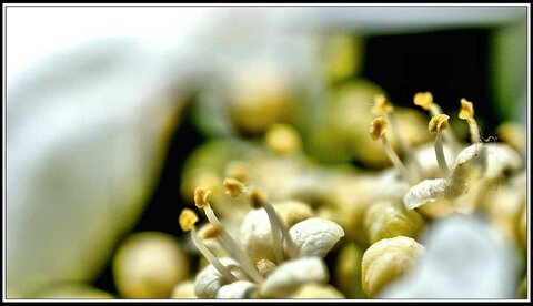 Le printemps avance (2018), Fleurs_jardin-13