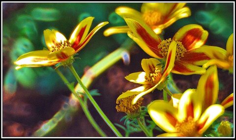 Le printemps avance (2018), Fleurs_jardin-38