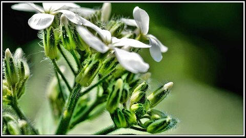 Le printemps avance (2018), Fleurs_jardin-12