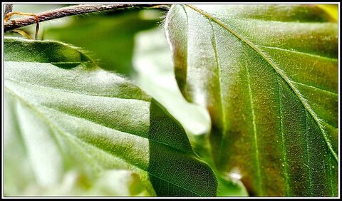 Le printemps avance (2018), Fleurs_jardin-15