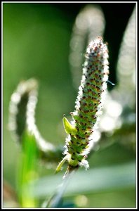 Le printemps avance (2018), Fleurs_jardin-20