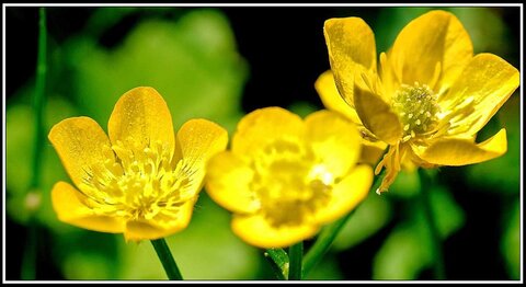 Le printemps avance (2018), Fleurs_jardin-11