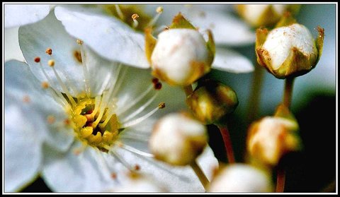 Le printemps avance (2018), Fleurs_jardin-18