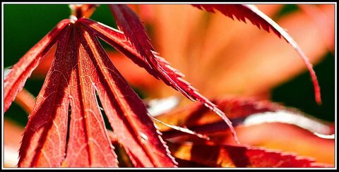 Le printemps avance (2018), Fleurs_jardin-23