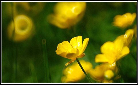 Le printemps avance (2018), Fleurs_jardin-35