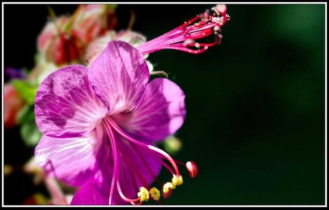 Le printemps avance (2018), Fleurs_jardin-09