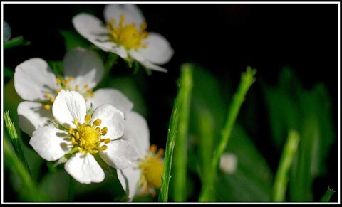Le printemps avance (2018), Fleurs_jardin-22