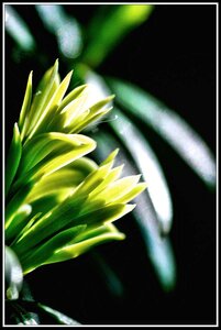 Le printemps avance (2018), Fleurs_jardin-10