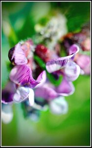 Le printemps avance (2018), Fleurs_jardin-06