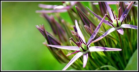 Le printemps avance (2018), Fleurs_jardin-01