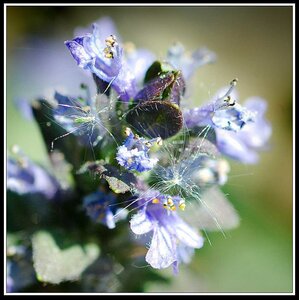 Le printemps avance (2018), Fleurs_jardin-08