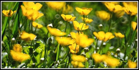 Le printemps avance (2018), Fleurs_jardin-34