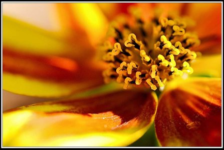 Le printemps avance (2018), Fleurs_jardin-33