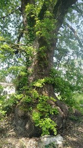 Sauveterre de Guyenne 05/05/2018, P_20180505_123555