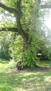 Sauveterre de Guyenne 05/05/2018, P_20180505_123650