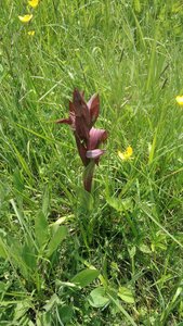 Sauveterre de Guyenne 05/05/2018, P_20180505_142432