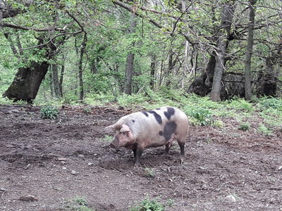 corse mai 2018, 20180506_141601