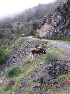 corse mai 2018, 20180506_152038