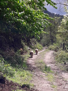 corse mai 2018, 20180507_145345