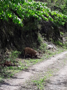 corse mai 2018, 20180507_145409