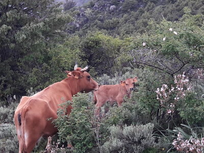 corse mai 2018, 20180508_093423