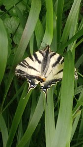 Str Aignan 19/05/18, P_20180519_161039