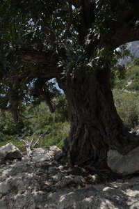 2018-05-12-19-selvaggio-blu, alpes-aventure-selvaggio-blu-santa-maria-su-idileddu-2018-05-13-060
