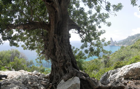 2018-05-12-19-selvaggio-blu, alpes-aventure-selvaggio-blu-santa-maria-su-idileddu-2018-05-13-064