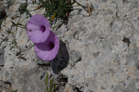 2018-05-12-19-selvaggio-blu, alpes-aventure-selvaggio-blu-santa-maria-su-idileddu-2018-05-13-065