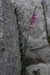 2018-05-12-19-selvaggio-blu, alpes-aventure-selvaggio-blu-santa-maria-su-idileddu-2018-05-13-089