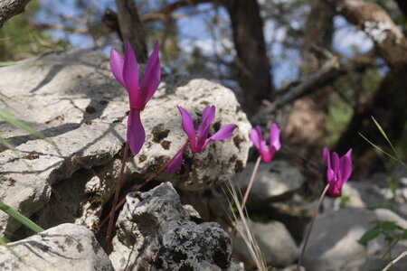 2018-05-12-19-selvaggio-blu, alpes-aventure-selvaggio-blu-santa-maria-su-idileddu-2018-05-13-092